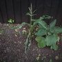 My New Garden