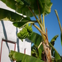 Musa 'Mysore" (Musa 'Mysore")