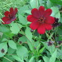 Cosmos Chocamocha (Cosmos hybrid)