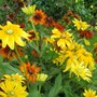 Rudbeckia Cappuccion and Prairie Sun (Rudbeckia alpicola)