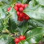 Holly