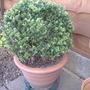Box ball (Buxus sempervirens (Common box))
