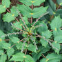 One to look forward to (Mahonia bealei (Leatherleaf Mahonia))