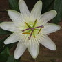 Passion flower (Passiflora caerulea (Passion flower))