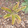 Sick cycad. (Cycas revoluta (Japanese Fern Palm))