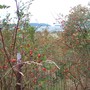 Rosehips (wild roses)