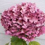 hydrangea