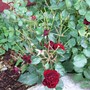 deear eaten roses