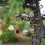 winter feeding area