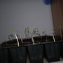 My Greenhouse (Centaurea cyanus (Cornflower))