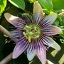 Passion Flower 'Empress Eugenie' (Passiflora caerulea (Passion flower))