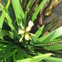 Unknown plant 