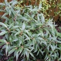 Sarcococca hookeriana (Sarcococca hookeriana var. digyna)