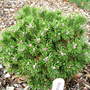 Pinus_mugo__sturley_s_dabster_