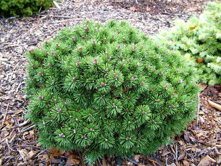 Pinus mugo 'Winzig' (common name; Mugo pine, or Dwarf mountain pine)