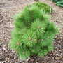 Pinus_nigra_morris_wb