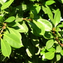 Ficus cyathistipula (Ficus cyathistipula)