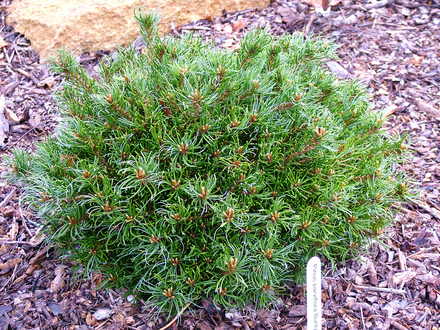 Pinus parviflora 'Bunty' (common name; Japanese white pine)