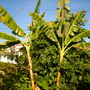 Ficus cyathistipula - No Common Name (I know of) (Ficus cyathistipula)