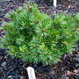 Pinus_parviflora_billie