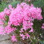 Nerine bowdenii