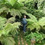 Harry and the Tree Ferns (Dicksonia antarctica (Soft tree fern))