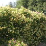 Back Garden (lonicera)
