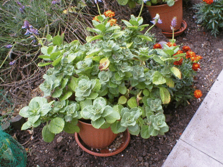 Scardy Cat Plant - Coleus Canina (Coleus Canina)