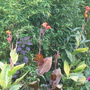 Cannas and Bamboo (sorry wanted to link to garden so posted it again!) (Canna indica (Indian shot plant))