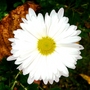 White crysanthemum (Chrysanthemum maximowiczii)