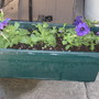 petunias in their container (Petunia x hybrida)