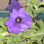 Close up purple petunia  (Petunia x hybrida)
