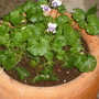 Viola  (viola heteracea or neteracea (hard to read))