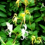Honeysuckle (Lonicera)
