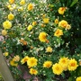 Yellow Chrysanths (Chrysanthemum maximowiczii)