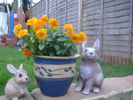 A garden flower photo