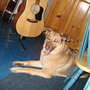 Amigo II.