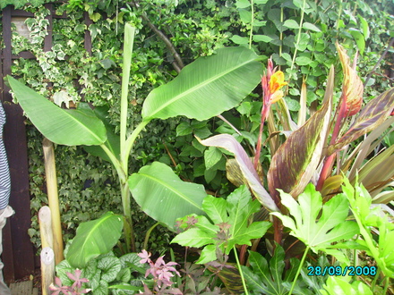 Banana (Musa basjoo)