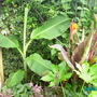 Banana (Musa basjoo)