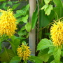 Justicia aurea - Yellow Jacobinia (Justicia aurea)
