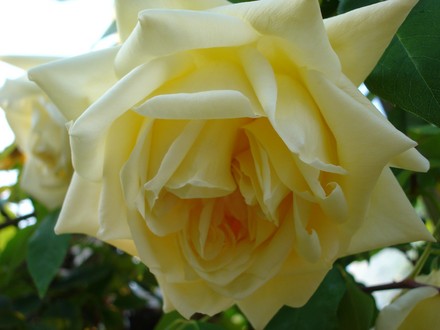A garden flower photo