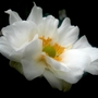 Anemone x hybrida 'Margarete' (Anemone x hybrida 'Margarete')