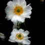 Anemone x hybrida 'Margarete' (Anemone x hybrida 'Margarete')