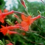 Zauschneria (Zauschneria californica (Californian fuchsia))