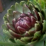 Cynara cardunculus