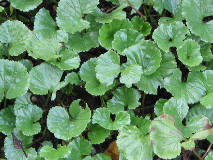 Gunnera megallanica (Gunnera magellanica)