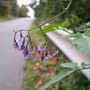 Deadly Nightshade