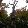 Interesting Tree