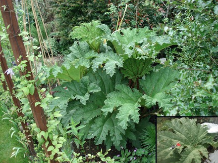 Gunnera tinctoria (Gunnera tinctoria)