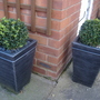 More box in my back garden (Buxus sempervirens (Common box))